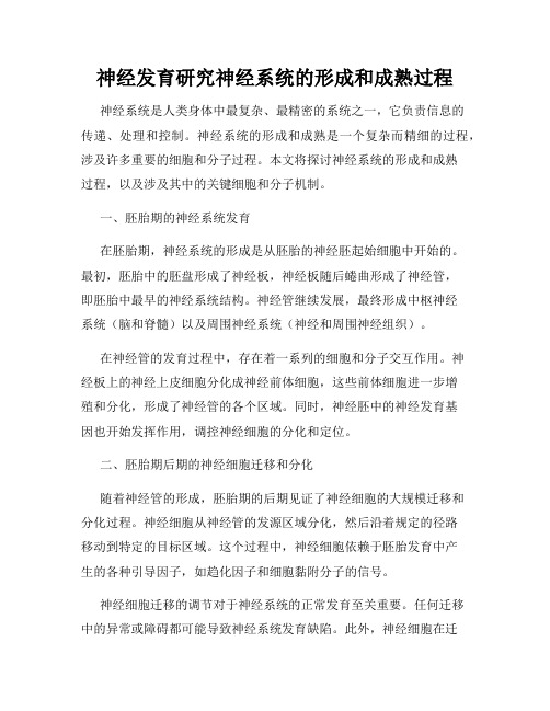 神经发育研究神经系统的形成和成熟过程