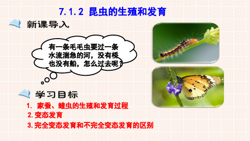 7.1.2 昆虫的生殖和发育(课件)八年级生物下册(人教版)