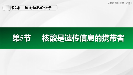 2.5核酸是遗传信息的携带者课件高一上学期生物人教版必修1