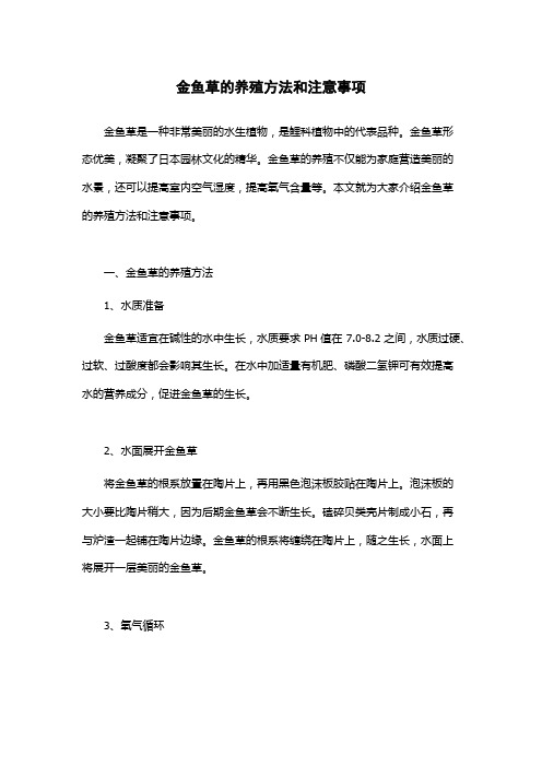 金鱼草的养殖方法和注意事项