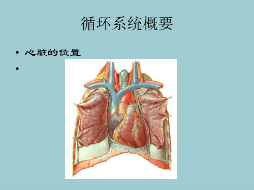 临床医学概要：循环系统ppt【共42张PPT】全