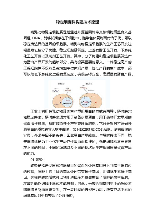 稳定细胞株构建技术原理