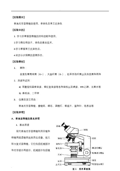 普通光学显微镜的使用,单染色及革兰氏染色