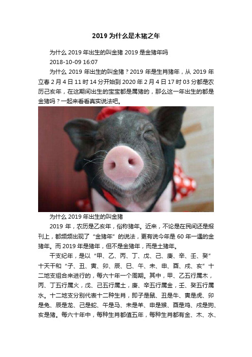 2019为什么是木猪之年