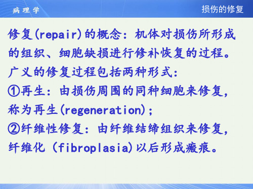 病理学损伤的修复PPT课件