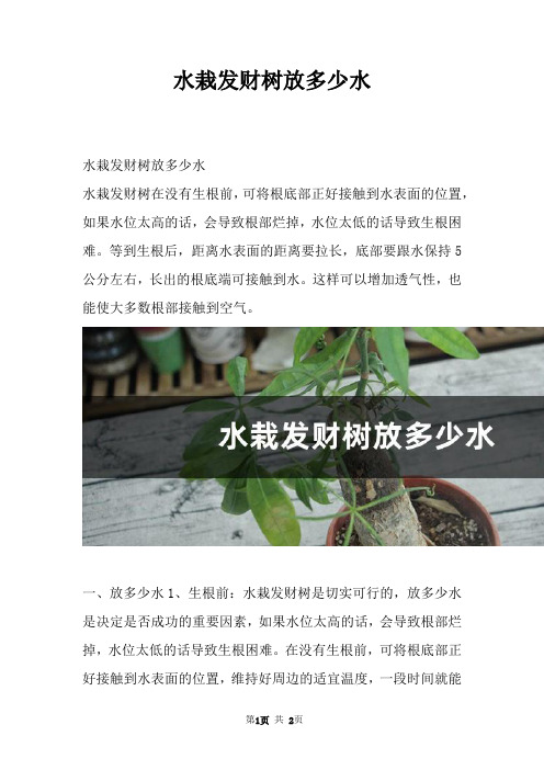 水栽发财树放多少水