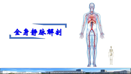 47静脉解剖人体系统解剖学