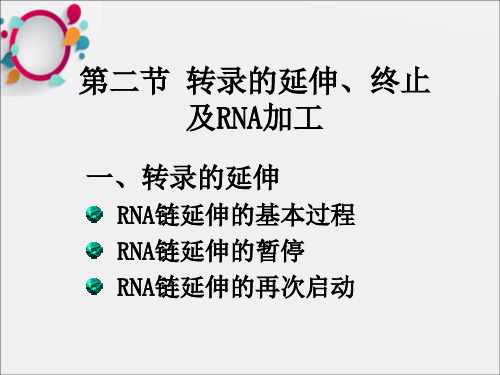 转录的延伸、终止以及RNA的加工