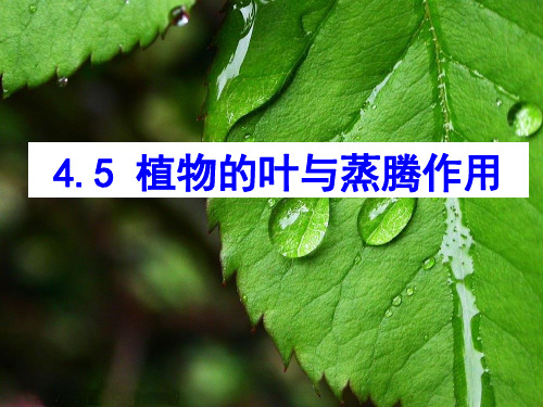 浙教版八年级科学下4.5植物的叶与蒸腾作用教学课件共15张PPT