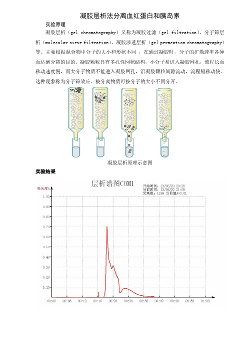 凝胶层析法分离血红蛋白和胰岛素