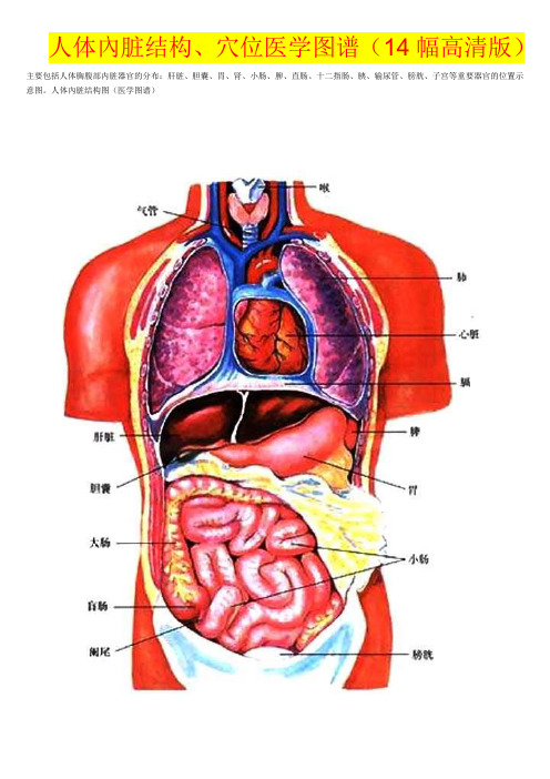 人体内脏结构、穴位医学图谱(14幅高清版)