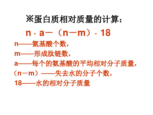 蛋白质相对质量的计算