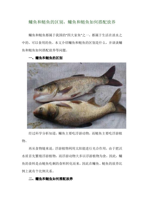 鳙鱼和鲢鱼的区别,鳙鱼和鲢鱼如何搭配放养