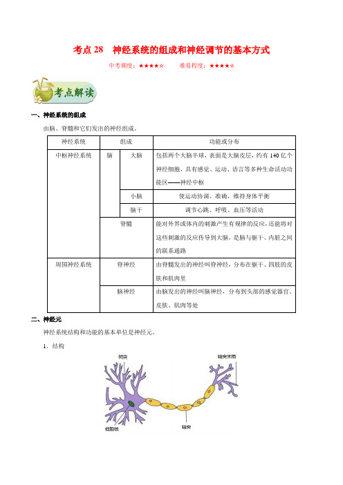 金老师教育培训备战中考生物知识点汇总含同步练习及答案专题28 神经系统的组成和神经调节的基本方式