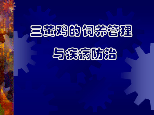 三黄鸡的饲养管理