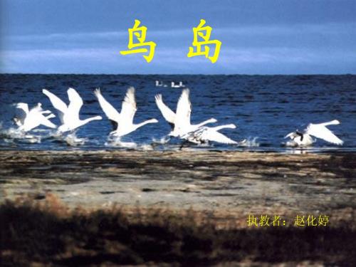 《鸟岛》