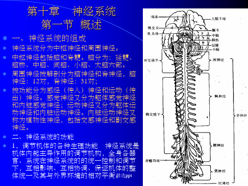 神经系统第一节概述