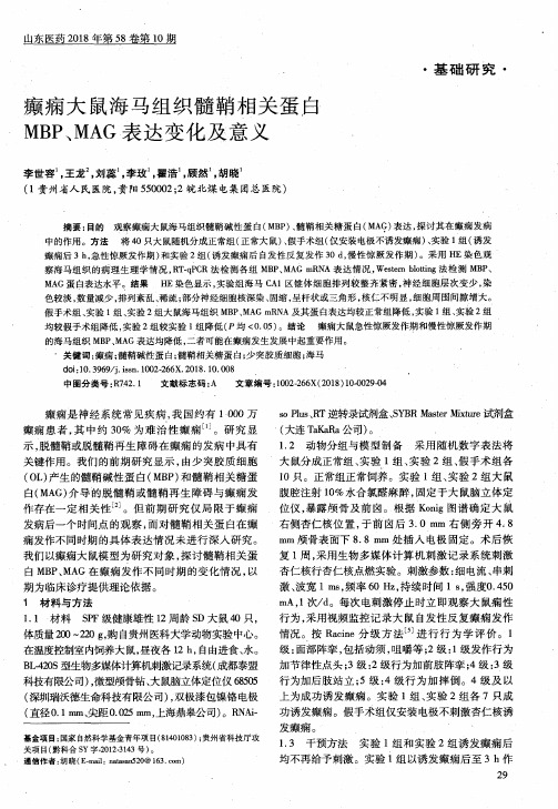 癫痫大鼠海马组织髓鞘相关蛋白MBP、MAG表达变化及意义