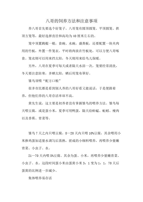 八哥的饲养方法和注意事项