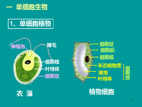 显微镜下的生物