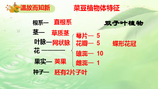 3.6被子植物(第二课时单子叶植物)课件-冀少版生物七年级上册