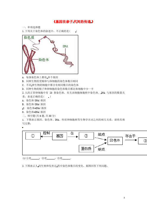 【人教版】八年级生物下册7.2.2基因在亲子代间的传递综合训练试题