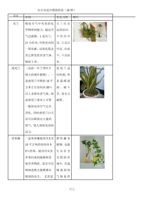 16种办公室适合养殖的花