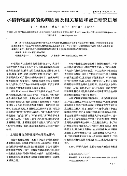 水稻籽粒灌浆的影响因素及相关基因和蛋白研究进展