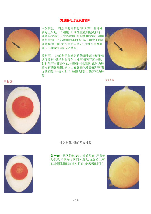 鸡蛋孵化进程图-图文显示