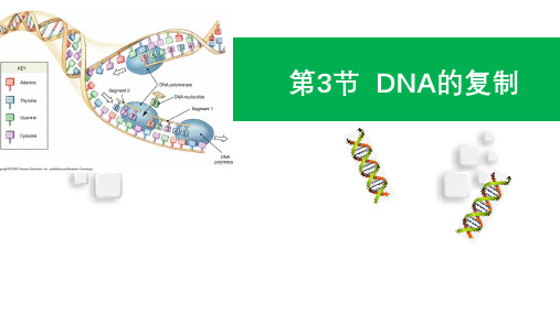 DNA的复制课件-高一生物人教版必修2