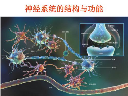 神经系统的结构和功能