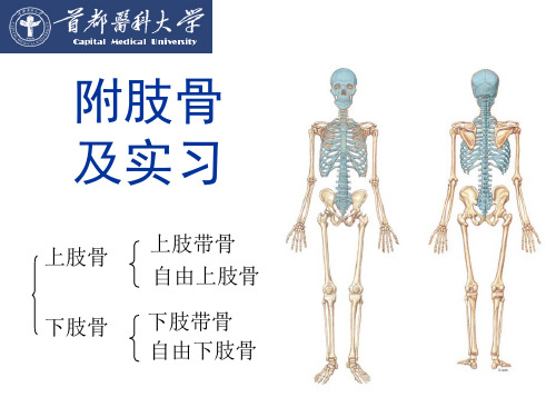 【课件-正常人体形态学实验】_02上下肢骨及实习