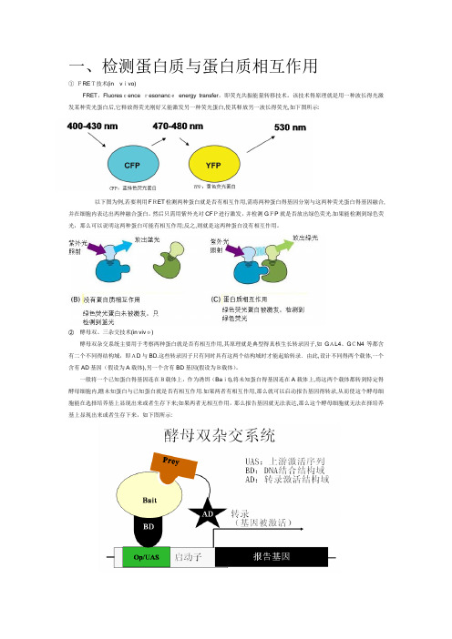 检测蛋白质与蛋白质之间相互作用的实验技术