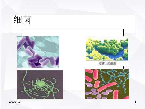 小学六年级科学课件 细菌和病毒