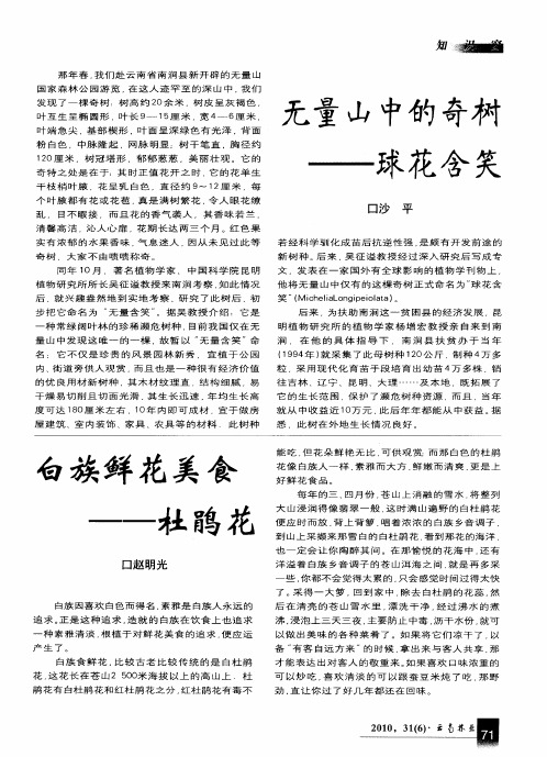 无量山中的奇树--球花含笑