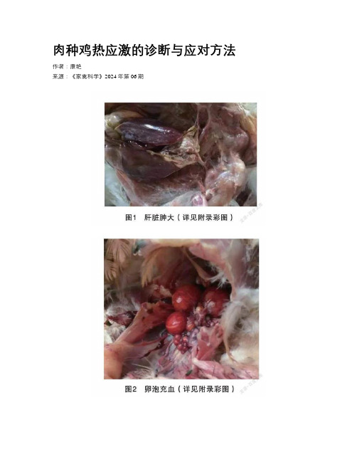 肉种鸡热应激的诊断与应对方法