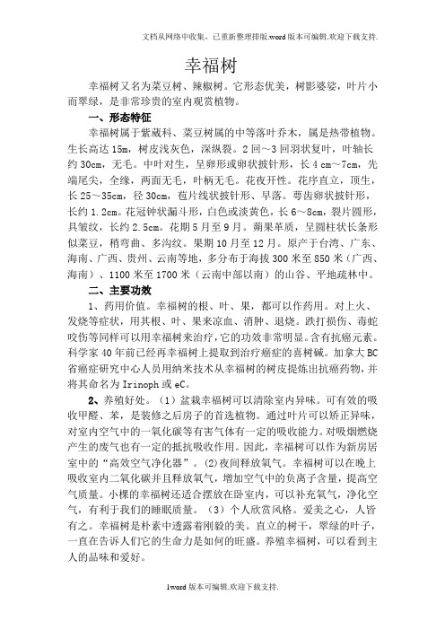 幸福树盆栽技术