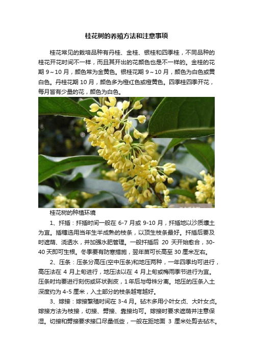 桂花树的养殖方法和注意事项