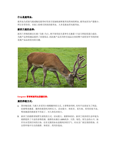 新西兰Evergreen常青树鹿茸血胶囊