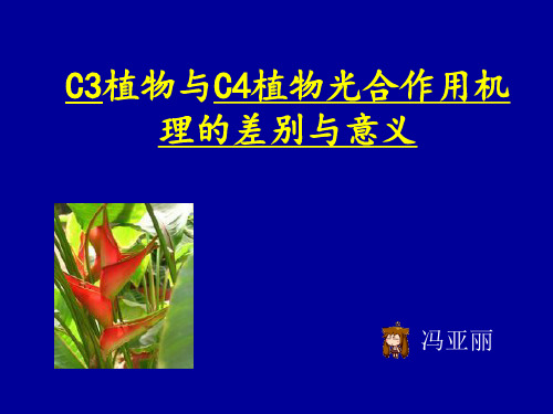 C3植物与C4植物光合作用机理的差别与意义