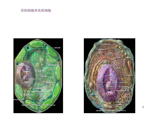 高一生物原核细胞和真核细胞ppt课件