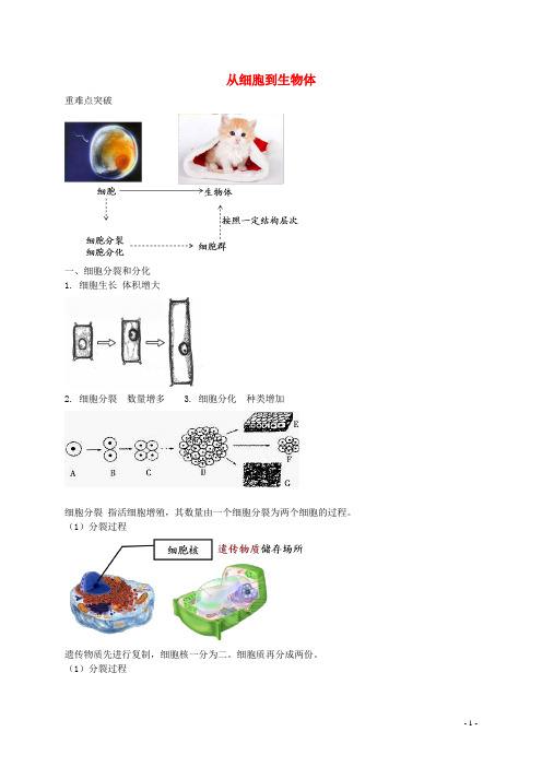 中考生物专题复习 三 从细胞到生物体讲义 新人教版