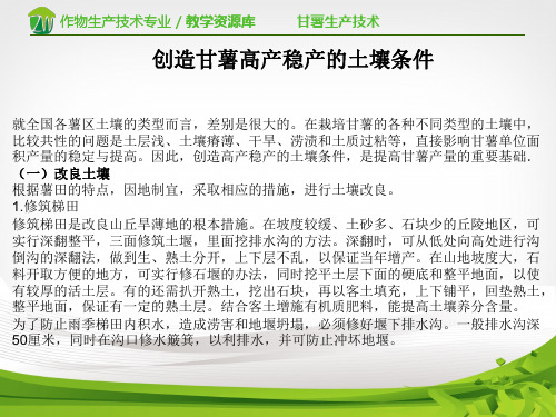 创造甘薯高产稳产的土壤条件.