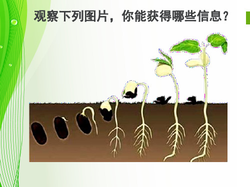 三年级下册科学课件-1.4《种子变成了幼苗》  ｜教科版      (共20张PPT)