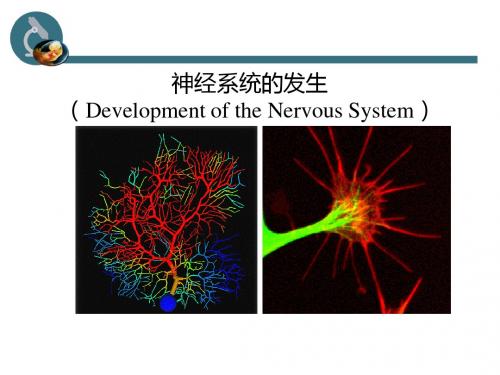 神经系统发生
