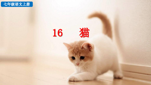 部编人教版七年级上册语文《16 猫》教学课件