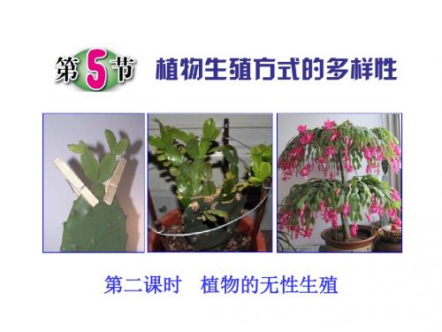 第5节 植物生殖方式的多样性(第二课时)