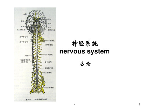 神经系统总论和脊髓PPT课件