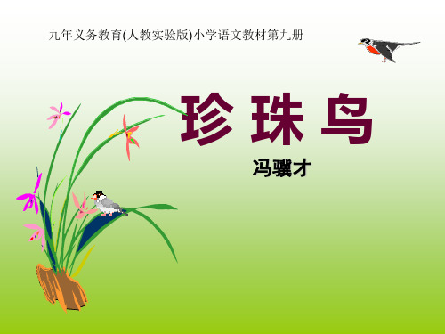 部编五年级上人教《16 珍珠鸟》高倩PPT课件 一等奖新名师优质课获奖比赛公开免费下载