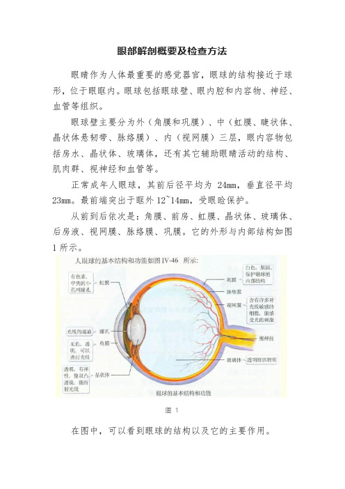 眼部解剖概要及检查方法